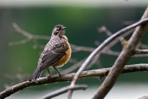 A beautiful robin perched on a branch with a blurred natural background. jigsaw puzzle
