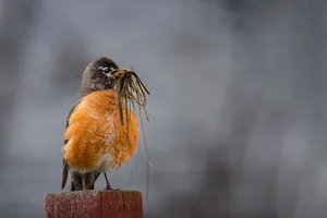 An American Robin gathering grass for its nest on a wooden post in spring. jigsaw puzzle