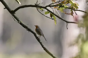 A European robin sits gracefully on a tree branch in a serene forest setting. jigsaw puzzle