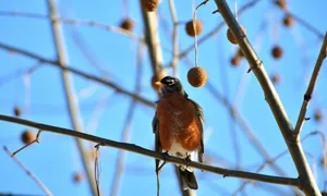 Close-up of an American Robin on a bare tree branch in winter with a clear blue sky. jigsaw puzzle