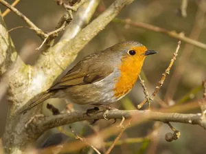 Close-up of a European Robin on a branch, showcasing its vibrant feathers. jigsaw puzzle