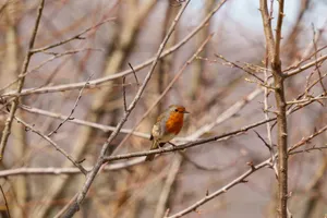 A European Robin rests amidst bare branches in a serene nature setting. jigsaw puzzle