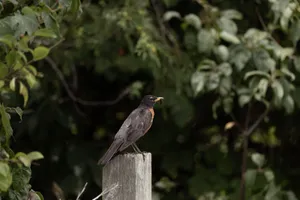 A serene capture of an American Robin perched on a wooden post surrounded by lush greenery. jigsaw puzzle