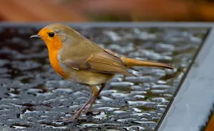 A detailed shot of a European robin perched on a wet, textured surface. jigsaw puzzle