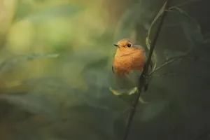 Close-up of a European robin perched on a stem in a lush green environment. Perfect for nature and bird photography themes. jigsaw puzzle