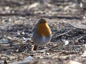 Close-up of a European Robin in its natural habitat, capturing its unique plumage. jigsaw puzzle