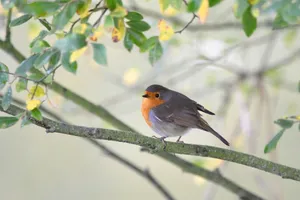 A European Robin perched on a leafy branch, showcasing vibrant plumage amidst a natural setting. jigsaw puzzle