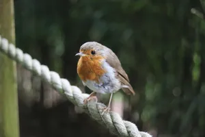 Close-up of a European Robin perching on a rope with a blurred natural background. jigsaw puzzle