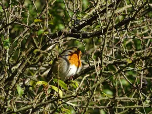 A European Robin sits among branches in a lush English countryside setting. jigsaw puzzle