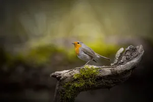 A vivid European Robin sits on a moss-covered branch, captured in the wilds of Berlin. jigsaw puzzle