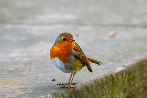 A European robin stands poised on a stone surface, displaying its vibrant orange breast. jigsaw puzzle