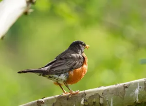 Close-up image of an American Robin perched on a branch in lush greenery. jigsaw puzzle