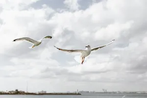 Two seagulls soaring over a calm sea with a cloudy sky in the background, showcasing serene wildlife moments. jigsaw puzzle