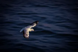 A lone seagull gracefully flies over the deep blue ocean, capturing a serene and peaceful moment in nature. jigsaw puzzle