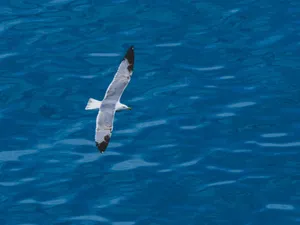 A seagull soaring gracefully above the deep blue ocean, capturing the essence of freedom and natural beauty. jigsaw puzzle