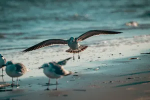Close-up of seagulls flying over the beach on a sunny day, capturing natural grace. jigsaw puzzle