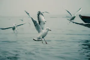 A serene scene of seagulls flying above the misty ocean, evoking tranquility and freedom. jigsaw puzzle