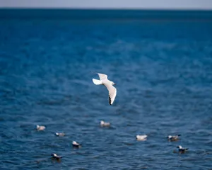 Seagulls in flight over the Arabian Gulf near Kuwait City, showcasing wildlife and nature. jigsaw puzzle