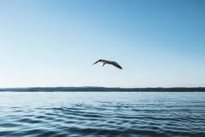 A seagull gracefully glides over peaceful ocean waters under a clear sky, depicting a tranquil scenery. jigsaw puzzle