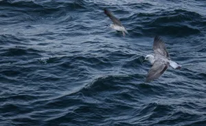Two seagulls gracefully fly over choppy, deep-blue ocean waves. jigsaw puzzle