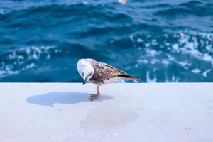 A seagull stands on a concrete surface with ocean waves in the background. jigsaw puzzle