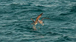 Two seagulls hover over the clear blue sea near İstanbul, Türkiye. jigsaw puzzle