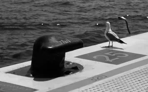 Black and white photo of seagulls on a pier by the sea, number 25 visible. jigsaw puzzle