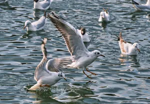 Seagulls skillfully taking flight in unison over rippling water, showcasing avian elegance. jigsaw puzzle