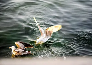 Two gulls gracefully interacting above a rippling water surface, showcasing the beauty of wildlife. jigsaw puzzle