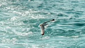 A graceful seagull flies over the shimmering sea, showcasing freedom and nature's beauty. jigsaw puzzle