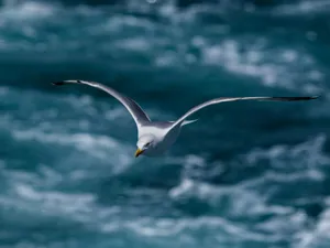 Dynamic shot of a seagull soaring gracefully over the turbulent blue ocean. jigsaw puzzle