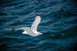 A majestic seagull flies over the deep blue ocean, showcasing its elegant wings spread wide. jigsaw puzzle