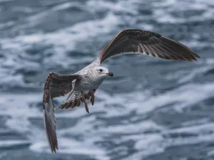 A close-up of a seagull flying over the ocean, highlighting its grace in the natural environment. jigsaw puzzle