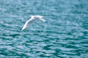 A graceful seagull soars over a vibrant blue ocean, showcasing wildlife in motion. jigsaw puzzle