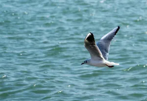 A seagull in flight traverses the clear blue ocean under a bright sunny sky. jigsaw puzzle