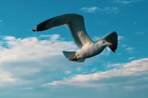 Majestic seagull flying freely against the vibrant blue sky in Istanbul. jigsaw puzzle