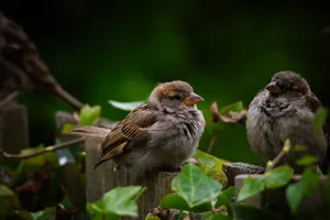 Two sparrows perched on an ivy-covered fence, displaying natural wildlife beauty. jigsaw puzzle