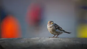 A detailed close-up of a sparrow perched outdoors in Warsaw, Poland. jigsaw puzzle