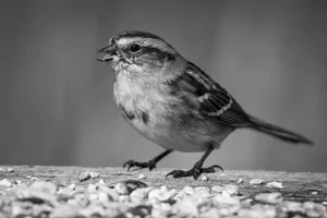 Artistic black and white photo of a sparrow perched on a surface with scattered seeds. jigsaw puzzle