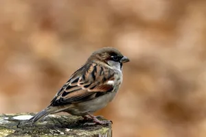 Detailed view of a sparrow sitting on a wooden perch with blurred background. jigsaw puzzle