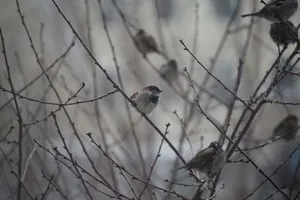 A group of sparrows perched on bare branches during winter. jigsaw puzzle