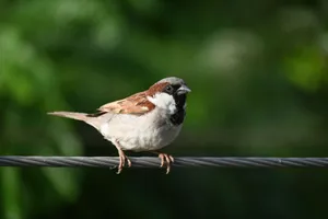 A detailed view of a sparrow perched outdoors, against a blurred green background. jigsaw puzzle