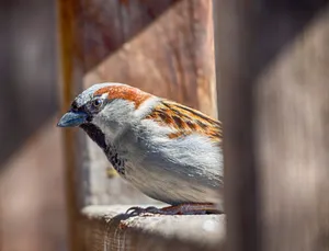 Detailed image of a House Sparrow perched on wood, highlighting its vibrant plumage. jigsaw puzzle