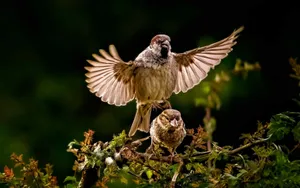 Dynamic capture of two sparrows interacting on a leafy branch, showcasing nature's beauty. jigsaw puzzle