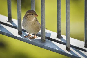 A sparrow sits on a metal fence outdoors, captured in close-up with natural lighting. jigsaw puzzle