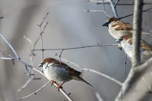 Detailed close-up of sparrows perched on branches in a natural outdoor setting. jigsaw puzzle