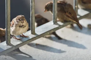 Captivating close-up of sparrows on a metal railing in natural daylight. jigsaw puzzle