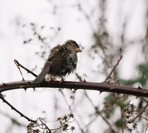 A damp sparrow sits on a thorny branch, showcasing nature's resilience. jigsaw puzzle