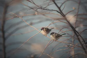 Two sparrows perched on bare branches in a serene winter setting, captured with a Canon camera. jigsaw puzzle
