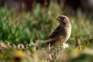 House sparrow perched in grass during daylight, showcasing natural behavior. jigsaw puzzle